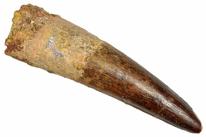 Real Fossil Spinosaurus Tooth - Large Dinosaur Tooth #351628